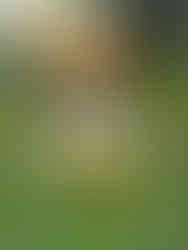 Altarteppich Fronleichnam Himmelsberg