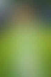 Fronleichnam in 2024 Himmelsberg