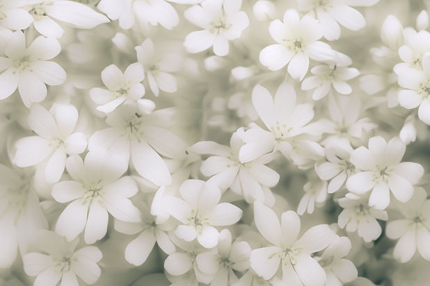 white-floral-abstract-organic.jpg