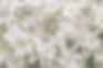 white-floral-abstract-organic.jpg