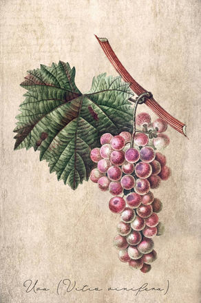 Serie beneficios cutáneos y emocionales: Semilla de uva (Vitis vinifera)