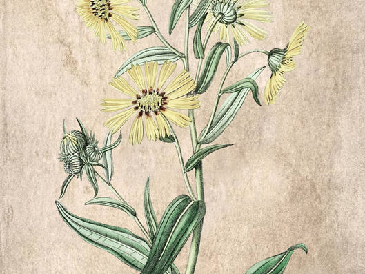 Serie beneficios cutáneos y emocionales: Caléndula, calendula officinalis