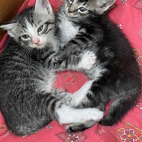 kittens 2.jpg