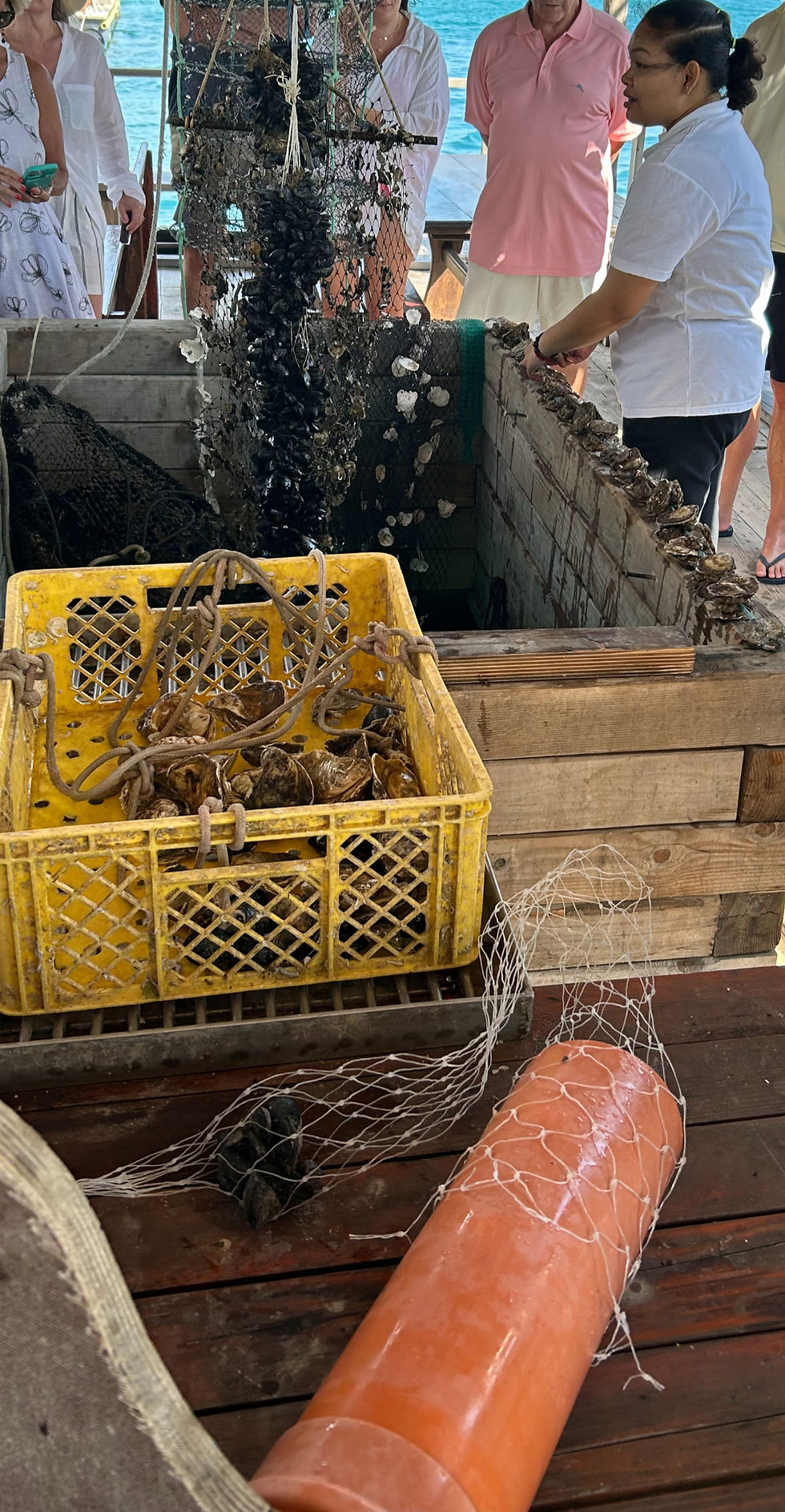 Oysters on the Island of Ston