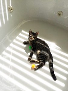 Kittens_Cooper_InBath