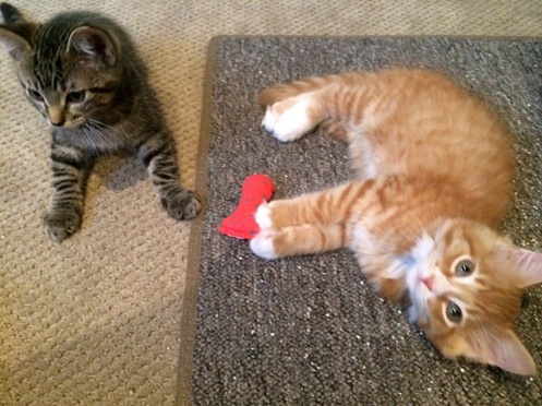 Kittens_August_15_2014