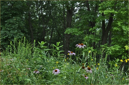 Prairie_Echinacea_Sunflowers_07-30-13