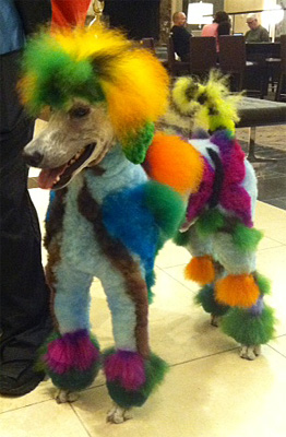Poodle2
