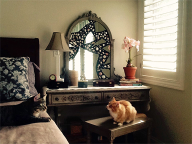 Mirror - Cats