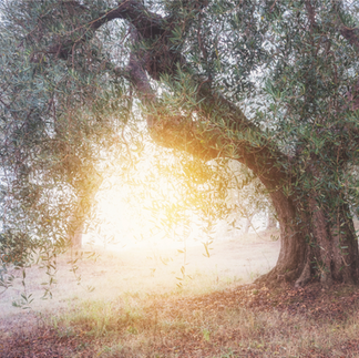 Old Olive tree Italy