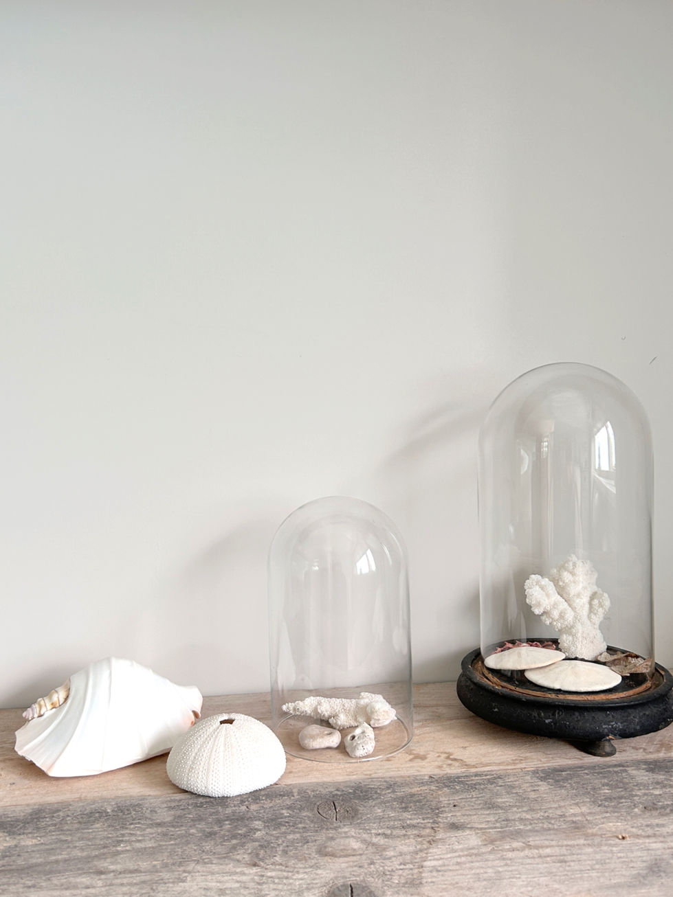 Glass dome and sea shells