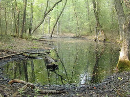 vernal pool.jpeg