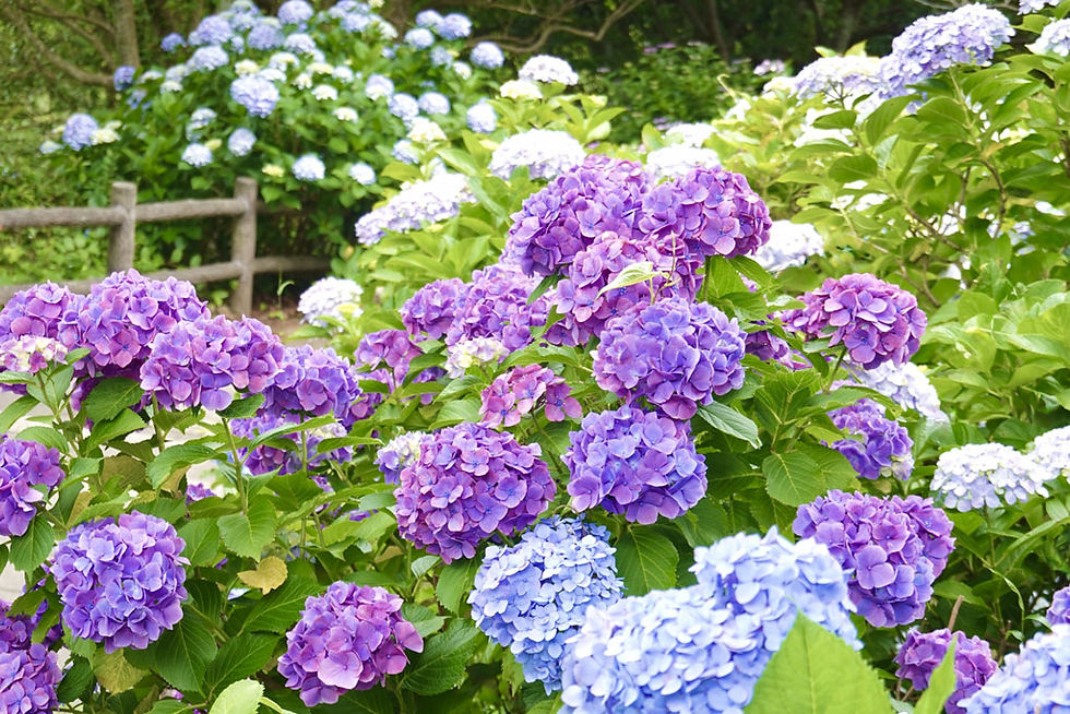 紫陽花イメージ