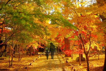 紅葉散歩道