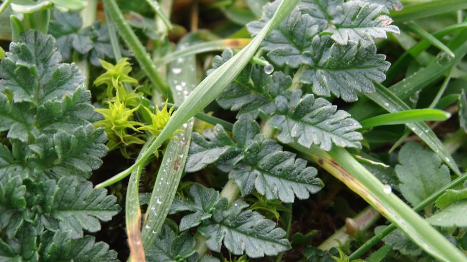 Schoonheid in de kleine dingen