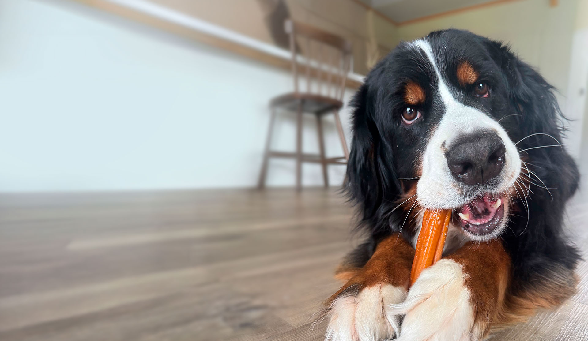 Dog enjoying Pork Chomps
