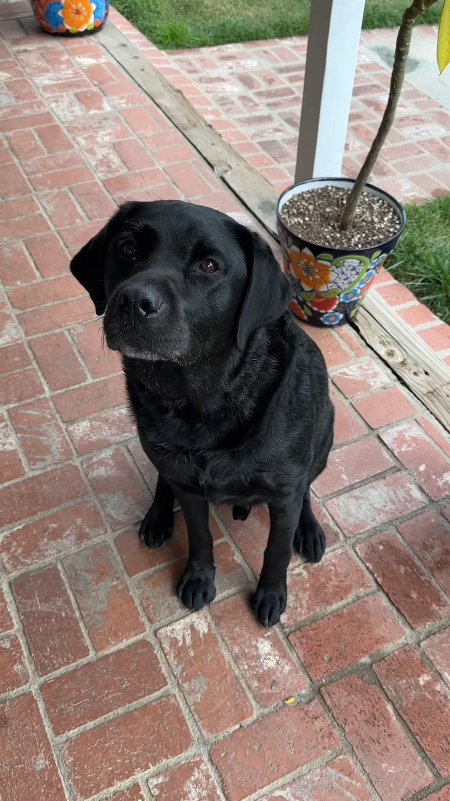 Black Lab