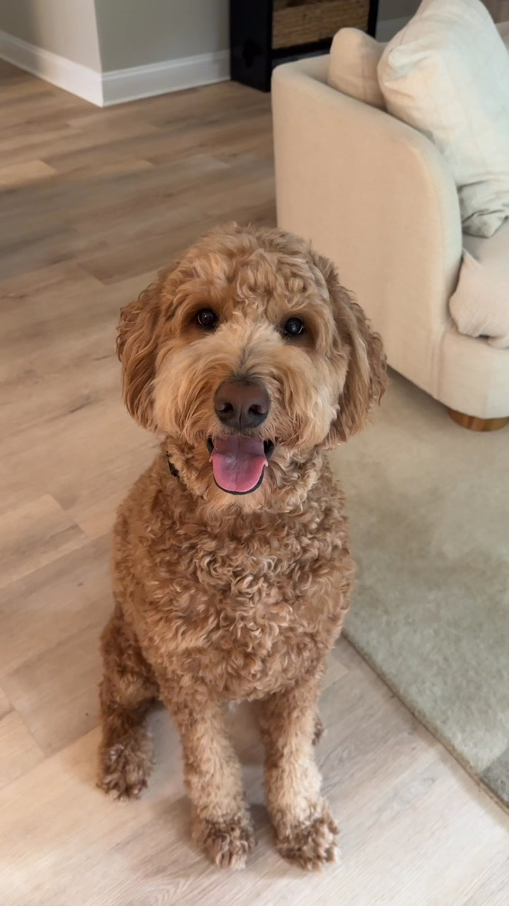 Goldendoodle