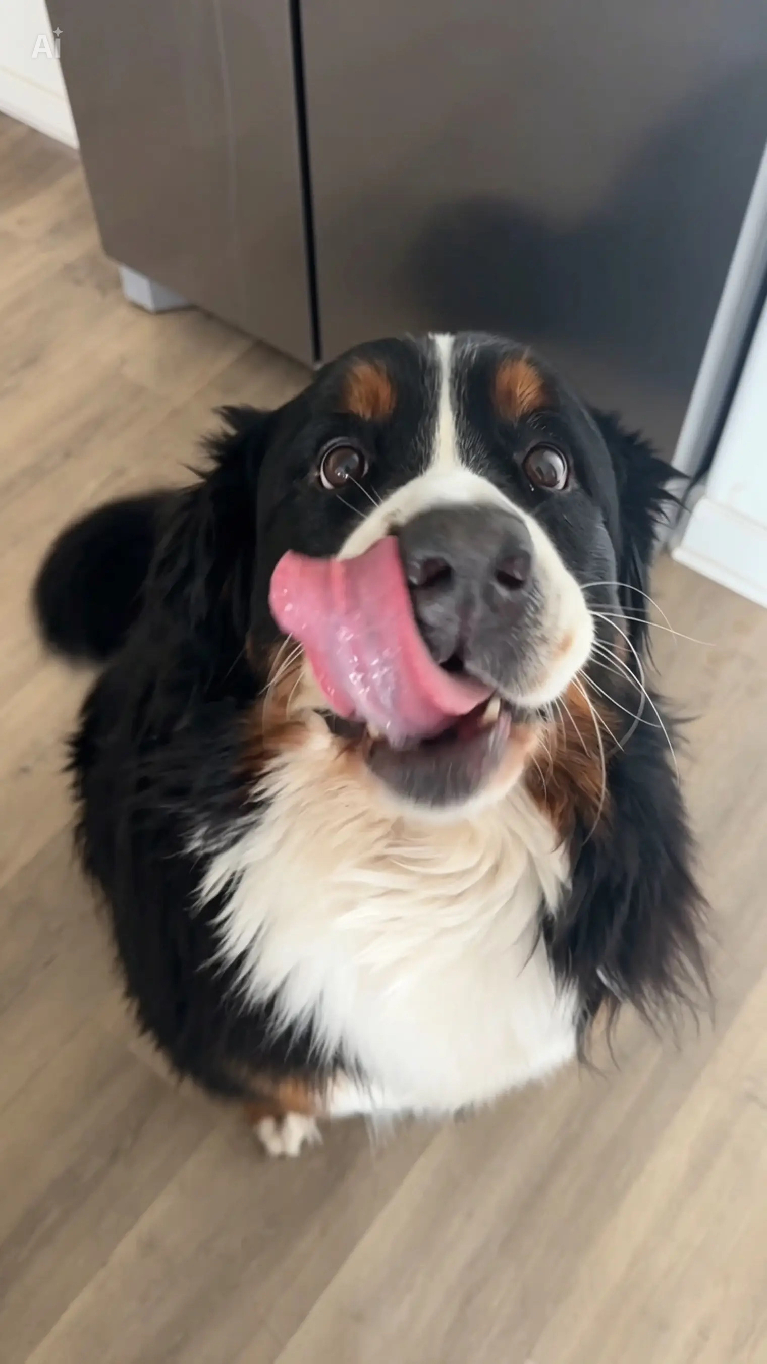 Bernese Mountain Dog