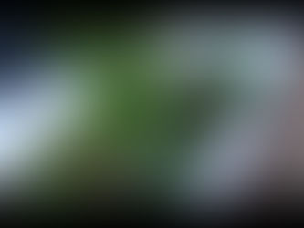 植木のワークショップ