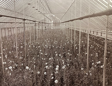 Inside Greenhouse.JPG