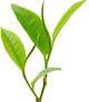 Green Tea Leaves