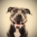 Funny%20Pitbull%20Portrait_edited.jpg