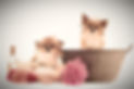 Chihuahua%20Bath_edited.jpg