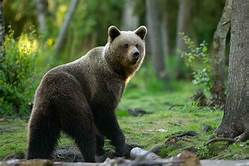 L'ours