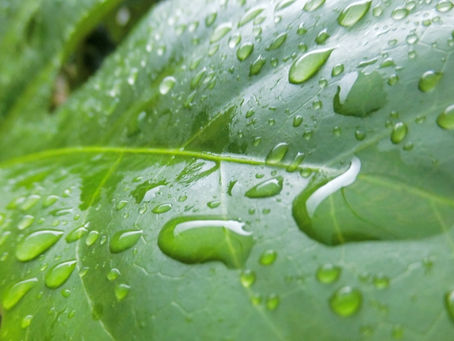 湿邪の季節