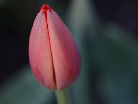 Spring is Coming