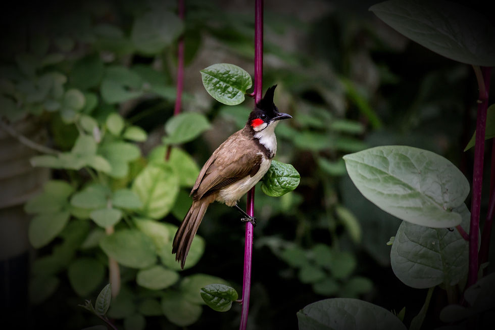 NATURE PHOTOGRAPHY