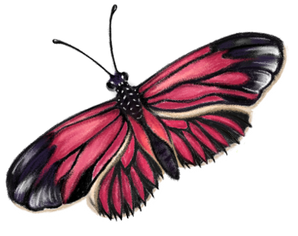 Borboleta-B-small-EstherArmato.png