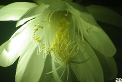 EstherArmatocbsNina-Epiphyllum_oxypetalum-IMGP3133.jpg