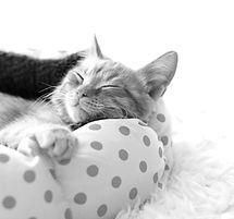 Cat Nap_edited.jpg