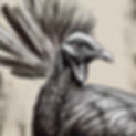 wild turkeys close up.jpg