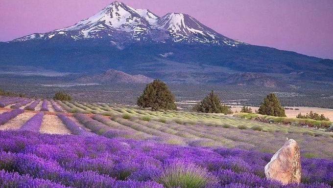 207861 普罗旺斯薰衣草小镇4日游 Provence lavande 4 jours