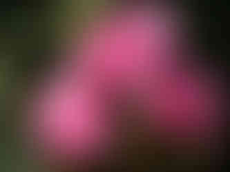 A photograph of three pink floribunda roses