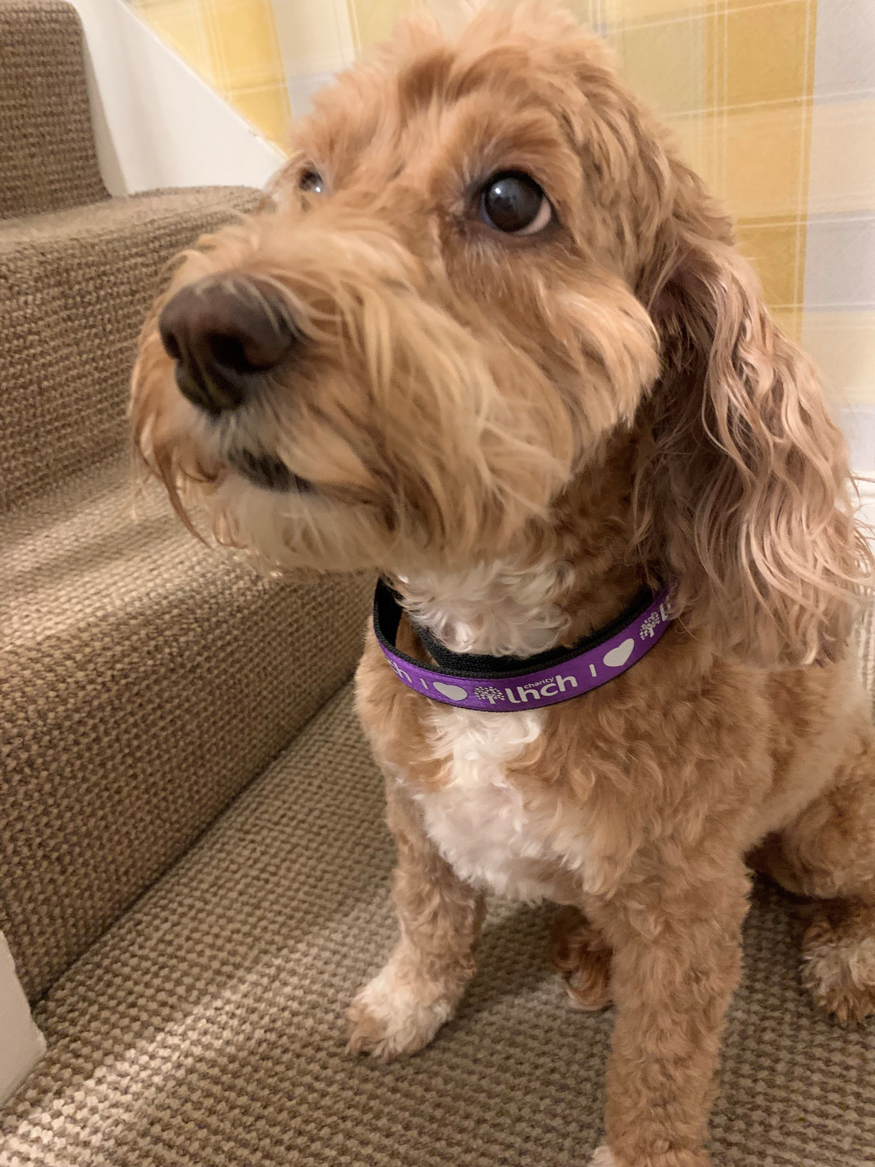 LHCH Charity Dog Collar