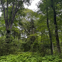 Trees with ferns.HEIC