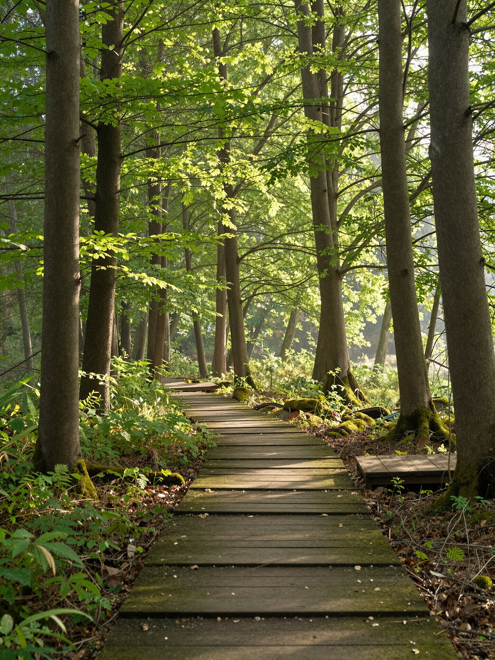 Wooden path winding through a sunny forest