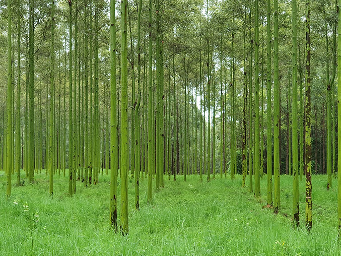 Forest regeneration.jpg