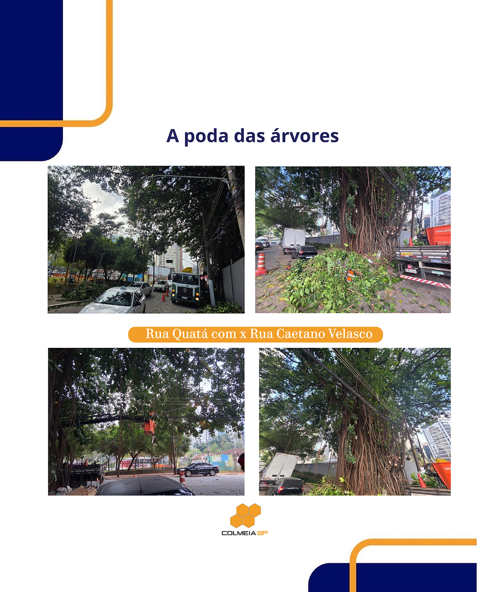 Zelo pelo espaço público: Subprefeitura realiza ações programadas de poda de árvores e manejo arbóreo na região.