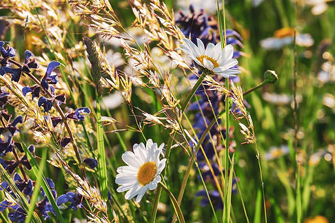 Wildblumen Nahaufnahme.jpg