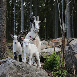 Ziegenfamilie steht auf Felsen im Wald, entspannt posierend für ein Foto. Die Waldoase.
