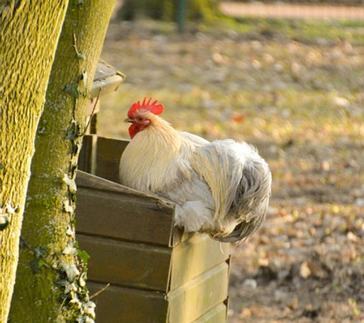 Huhn im Kompost.jpg