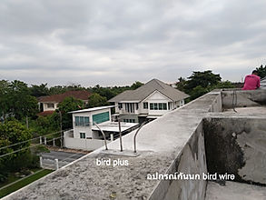 ไล่นกพิราบ ด้วย bird wire ขอบหลังคา