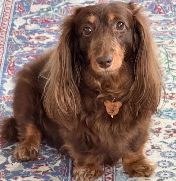 サムネイル： ホメオペンダント