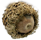 bur oak seed_edited_edited.png
