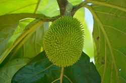 DSC00094.jpg